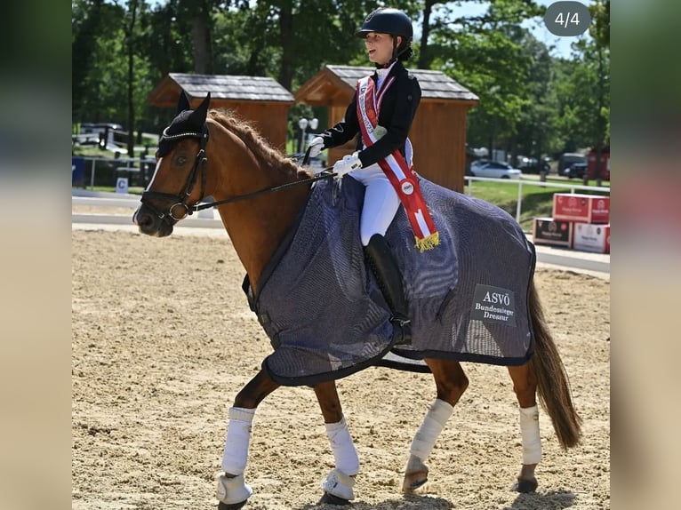 Deutsches Reitpony Wallach 16 Jahre 148 cm Fuchs in Mellach