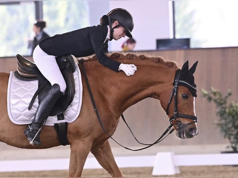 Deutsches Reitpony Wallach 16 Jahre 148 cm Fuchs in Mellach