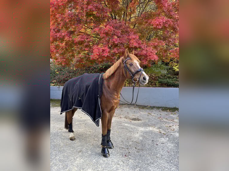 Deutsches Reitpony Wallach 16 Jahre 148 cm Fuchs in Mellach