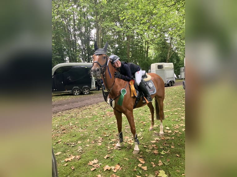 Deutsches Reitpony Wallach 16 Jahre 148 cm Fuchs in Ascheberg