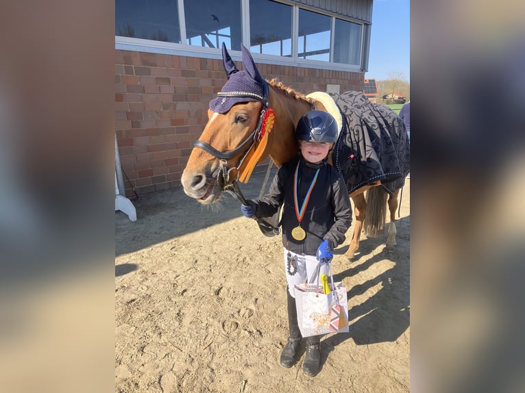 Deutsches Reitpony Wallach 16 Jahre 148 cm Fuchs in Ascheberg