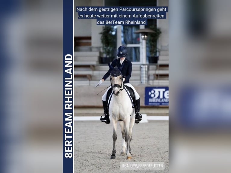 Deutsches Reitpony Wallach 16 Jahre 148 cm Palomino in Swisttal