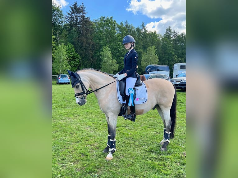 Deutsches Reitpony Wallach 16 Jahre 148 cm Palomino in Swisttal