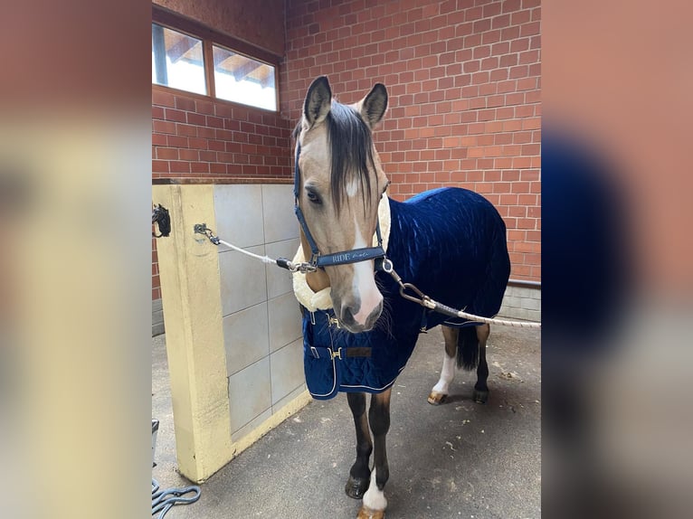 Deutsches Reitpony Wallach 16 Jahre 148 cm Palomino in Swisttal