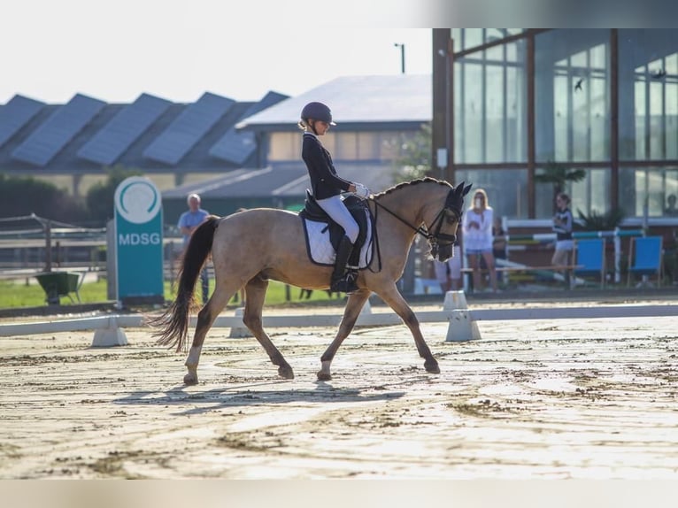 Deutsches Reitpony Wallach 16 Jahre 148 cm Palomino in Swisttal