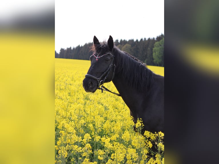 Deutsches Reitpony Mix Wallach 16 Jahre 148 cm Rappe in Brand-Erbisdorf