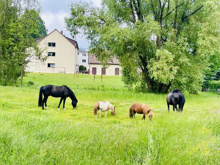 Deutsches Reitpony Mix Wallach 16 Jahre 148 cm Rappe in Brand-Erbisdorf