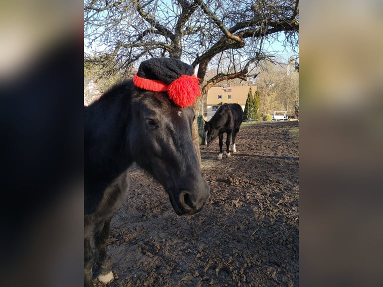 Deutsches Reitpony Mix Wallach 16 Jahre 148 cm Rappe in Brand-Erbisdorf