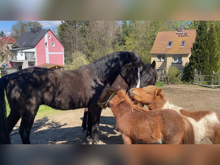 Deutsches Reitpony Mix Wallach 16 Jahre 148 cm Rappe in Brand-Erbisdorf