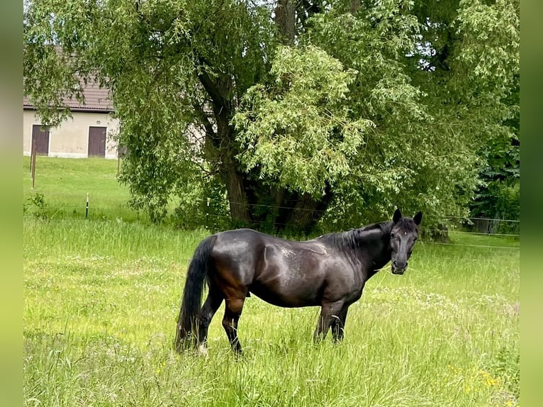 Deutsches Reitpony Mix Wallach 16 Jahre 148 cm Rappe in Brand-Erbisdorf