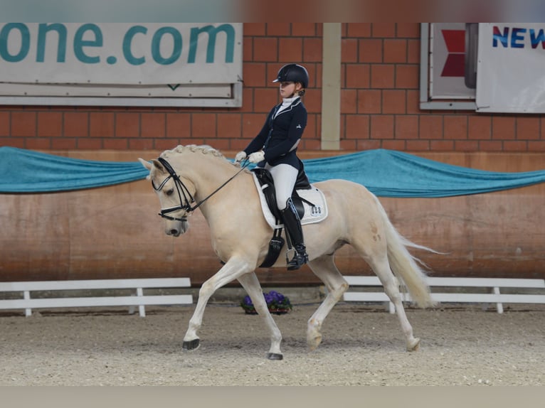 Deutsches Reitpony Wallach 16 Jahre 149 cm Palomino in Düsseldorf