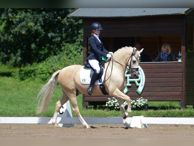 Deutsches Reitpony Wallach 16 Jahre 149 cm Palomino in Düsseldorf