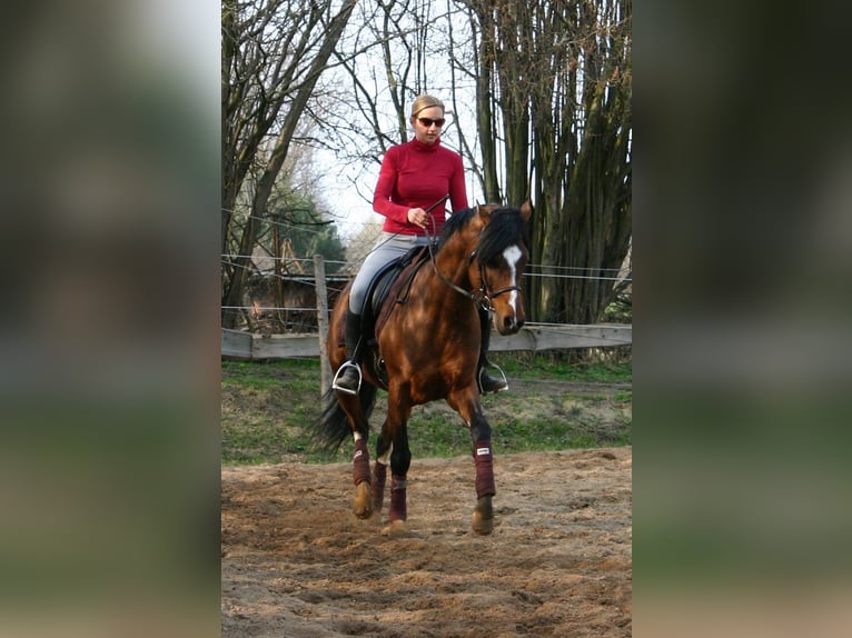 Deutsches Reitpony Wallach 16 Jahre 150 cm Brauner in Poseritz