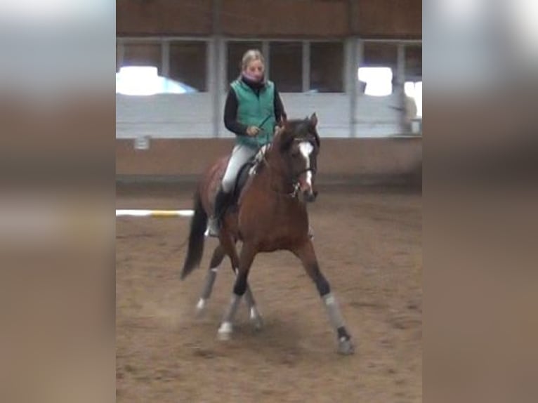 Deutsches Reitpony Wallach 16 Jahre 150 cm Brauner in Poseritz