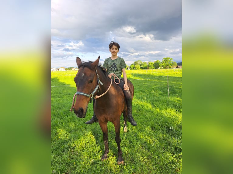 Deutsches Reitpony Wallach 16 Jahre 150 cm Dunkelbrauner in Bruckmühl