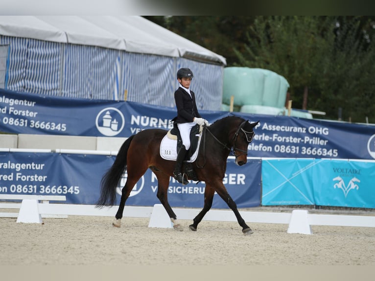 Deutsches Reitpony Wallach 16 Jahre 150 cm Dunkelbrauner in Bruckmühl