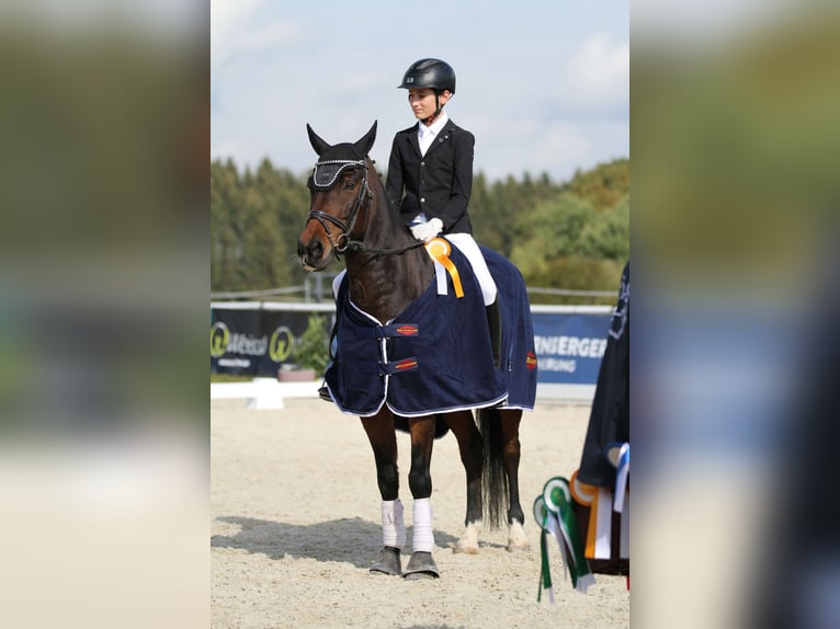 Deutsches Reitpony Wallach 16 Jahre 150 cm Dunkelbrauner in Bruckmühl