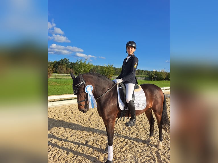 Deutsches Reitpony Wallach 16 Jahre 150 cm Dunkelbrauner in Bruckmühl