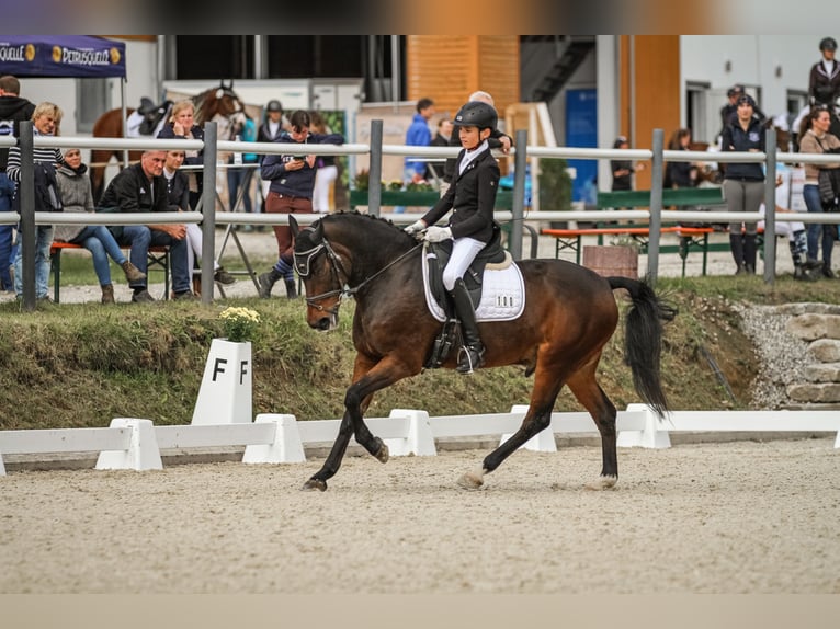 Deutsches Reitpony Wallach 16 Jahre 150 cm Dunkelbrauner in Bruckmühl