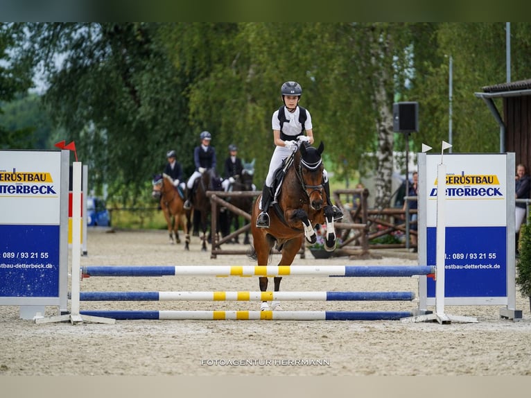 Deutsches Reitpony Wallach 16 Jahre 150 cm Dunkelbrauner in Bruckmühl