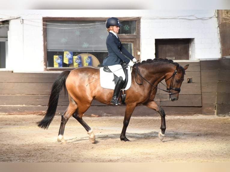 Deutsches Reitpony Wallach 16 Jahre 152 cm Brauner in Essen