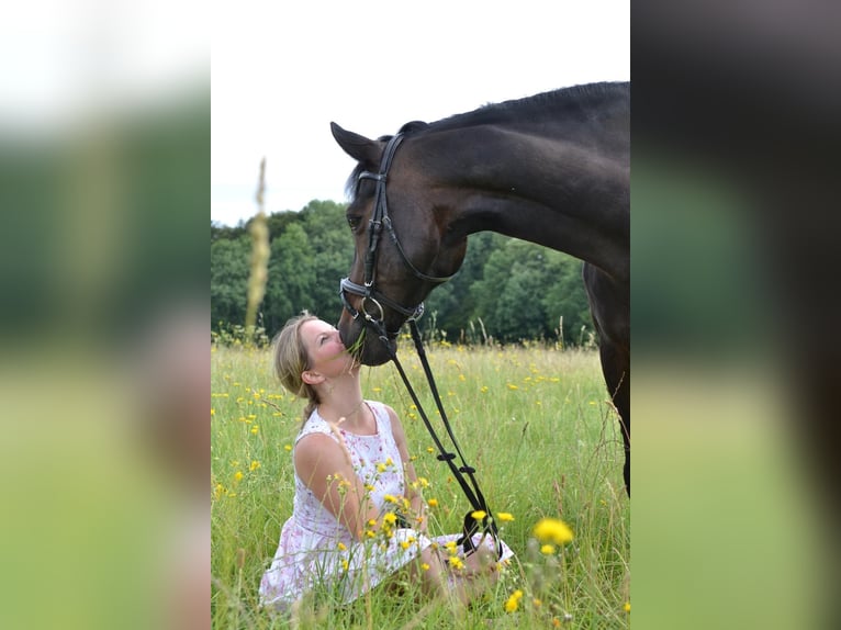 Deutsches Reitpony Wallach 16 Jahre 152 cm Dunkelbrauner in Wechselburg Deutsches Reitpony Wallach 16 Jahre 152 cm Dunkelbrauner in Wechselburg