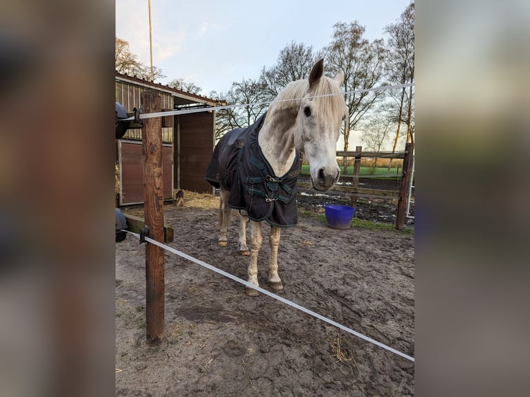 Deutsches Reitpony Wallach 16 Jahre 152 cm Schimmel in Hude (Oldenburg)