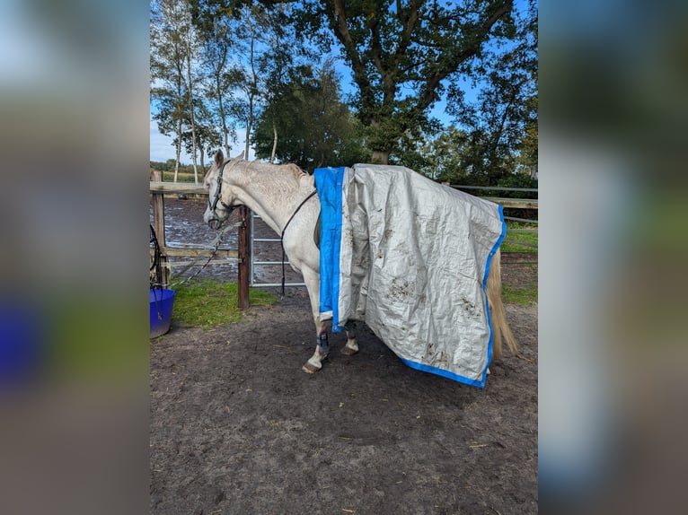 Deutsches Reitpony Wallach 16 Jahre 152 cm Schimmel in Hude (Oldenburg)