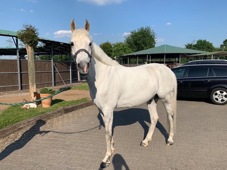 Deutsches Reitpony Wallach 16 Jahre 153 cm Apfelschimmel in Rommerskirchen