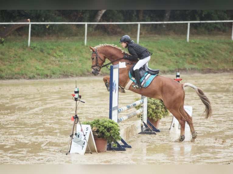 Deutsches Reitpony Wallach 16 Jahre 153 cm Fuchs in Viersen