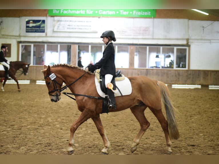 Deutsches Reitpony Wallach 16 Jahre 153 cm Fuchs in Viersen