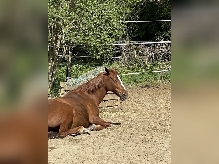 Deutsches Reitpony Wallach 16 Jahre 153 cm Fuchs in Mainz