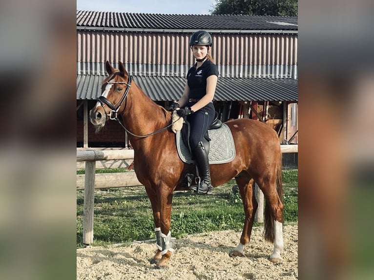 Deutsches Reitpony Wallach 16 Jahre 153 cm Fuchs in Mainz