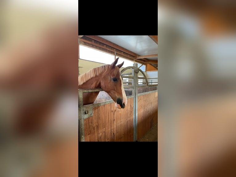 Deutsches Reitpony Wallach 16 Jahre 154 cm in Weichs