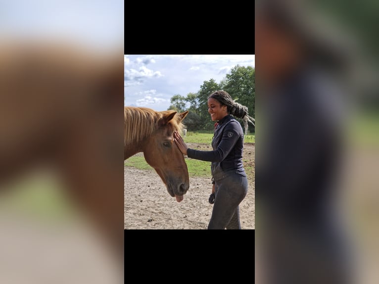 Deutsches Reitpony Mix Wallach 16 Jahre 155 cm Fuchs in Berlin