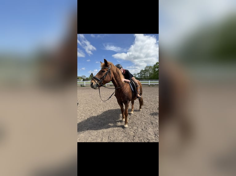 Deutsches Reitpony Mix Wallach 16 Jahre 155 cm Fuchs in Berlin