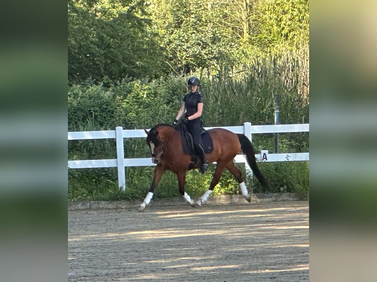 Deutsches Reitpony Wallach 16 Jahre 156 cm Brauner in Dülmen
