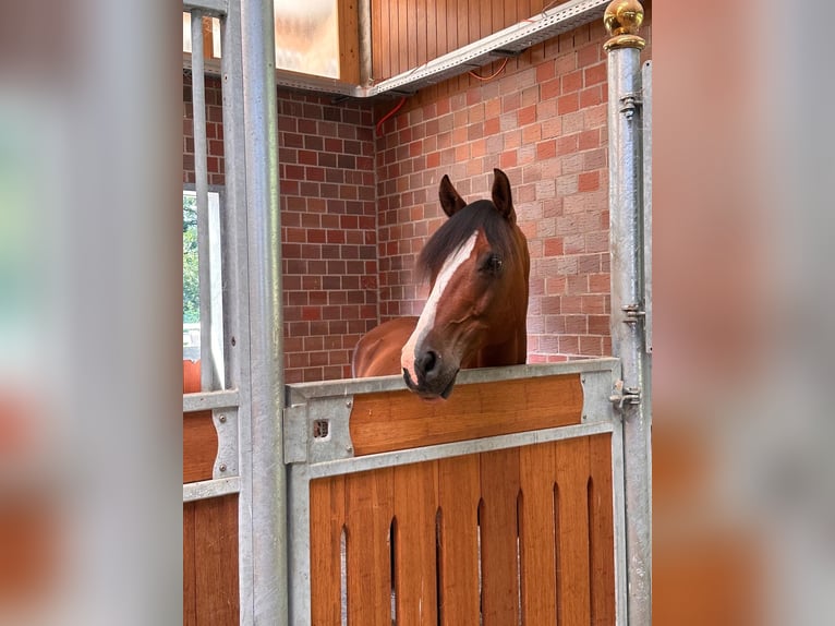 Deutsches Reitpony Wallach 16 Jahre 156 cm Brauner in Dülmen