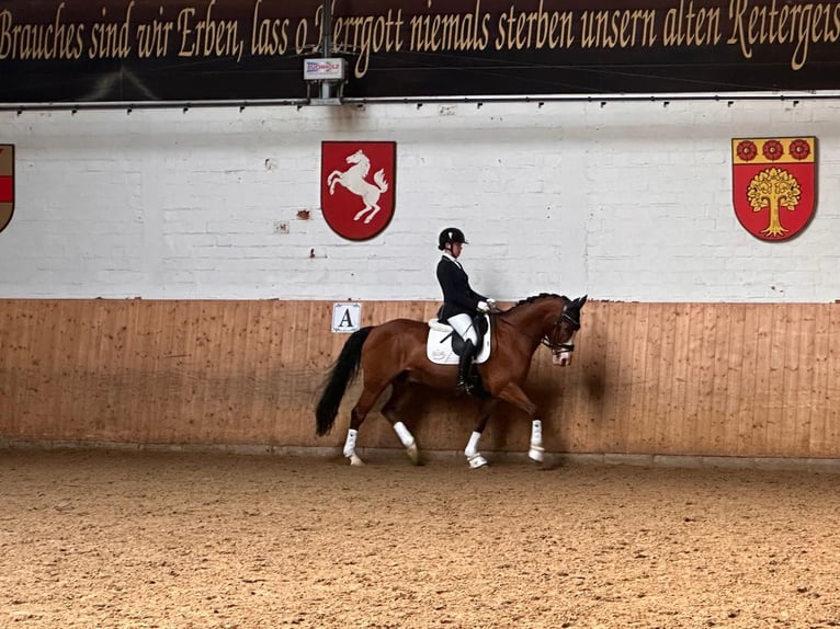Deutsches Reitpony Wallach 16 Jahre 156 cm Brauner in Dülmen