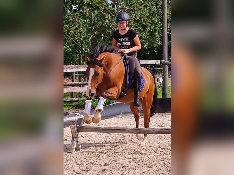 Deutsches Reitpony Wallach 16 Jahre 156 cm Brauner in Dülmen