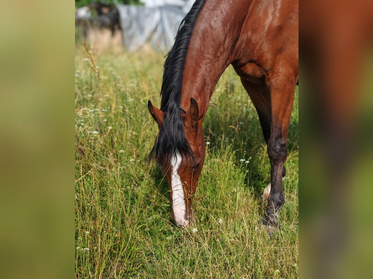 Deutsches Reitpony Wallach 16 Jahre 156 cm Brauner in Schönau an der Triesting