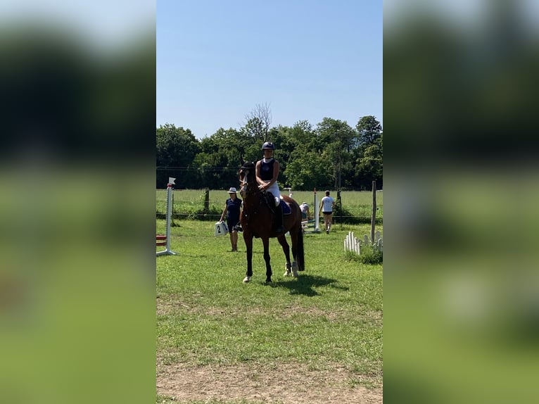 Deutsches Reitpony Wallach 16 Jahre 156 cm Brauner in Schönau an der Triesting