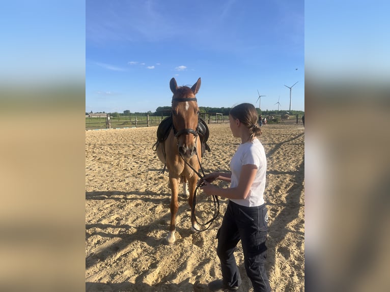 Deutsches Reitpony Wallach 16 Jahre 156 cm Fuchs in Uedem