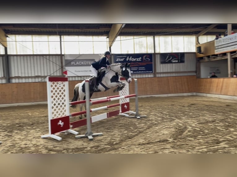 Deutsches Reitpony Mix Wallach 16 Jahre 158 cm Schecke in Wardenburg