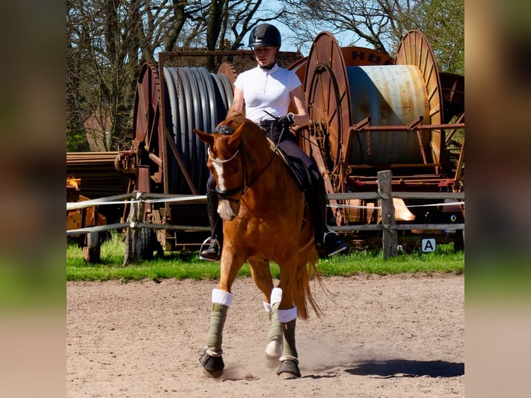 Deutsches Reitpony Wallach 16 Jahre 164 cm Fuchs in Burgwedel