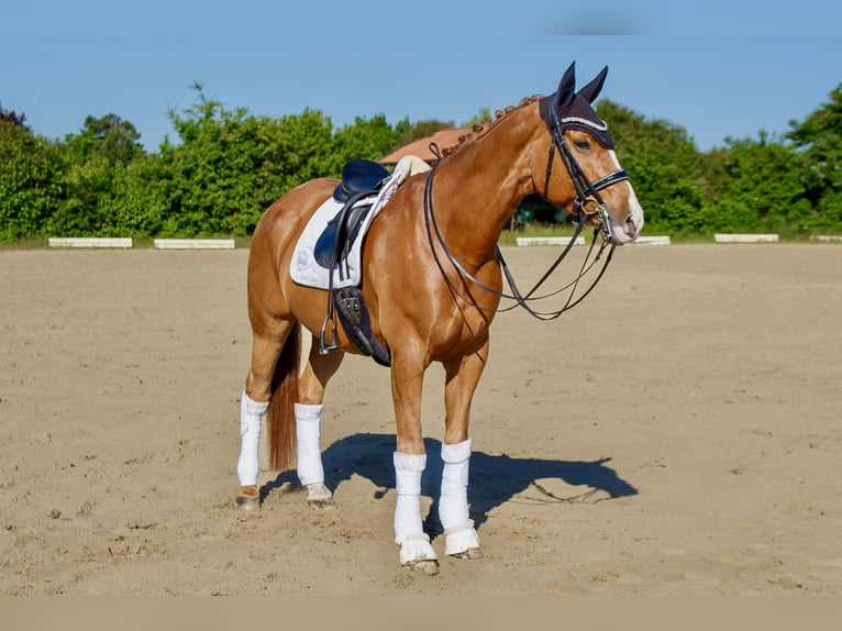 Deutsches Reitpony Wallach 16 Jahre 164 cm Fuchs in Burgwedel
