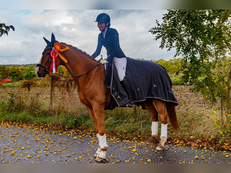 Deutsches Reitpony Wallach 16 Jahre 164 cm Fuchs in Burgwedel