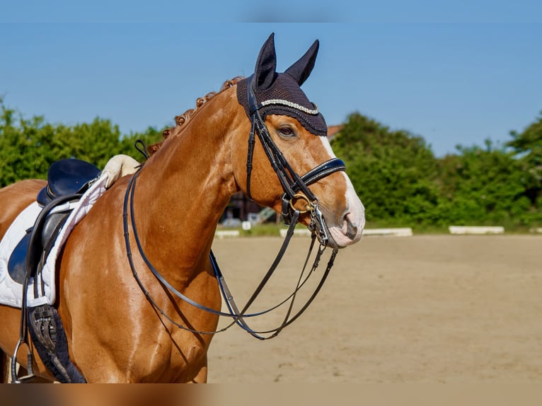 Deutsches Reitpony Wallach 16 Jahre 164 cm Fuchs in Burgwedel