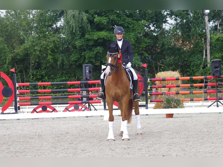 Deutsches Reitpony Wallach 16 Jahre 164 cm Fuchs in Burgwedel