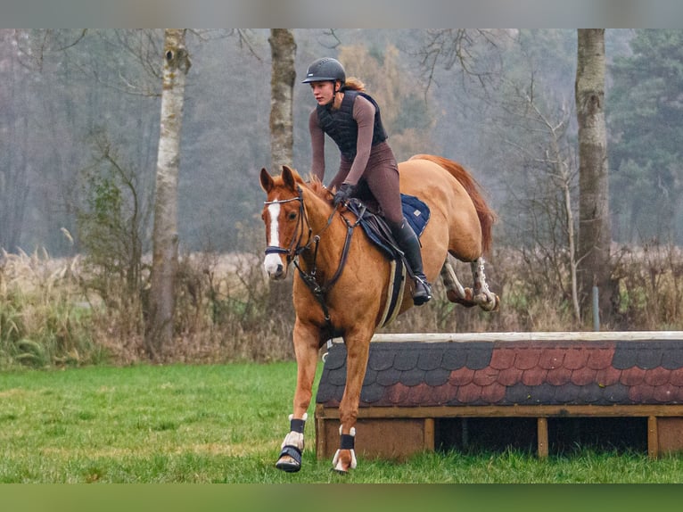 Deutsches Reitpony Wallach 16 Jahre 164 cm Fuchs in Burgwedel